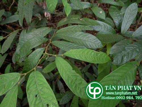 Cây Cách thư lá trắng. Fissistigma glaucescens (Hauce) Merr - Cây Thuốc Nam Quanh Ta